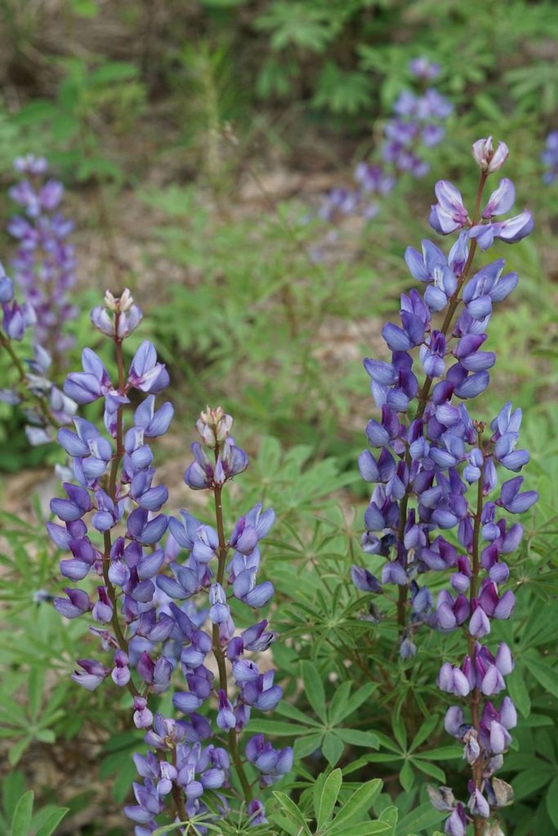 Sundial Lupine photo 5