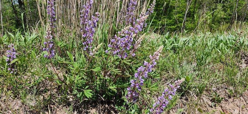 Sundial Lupine photo 6
