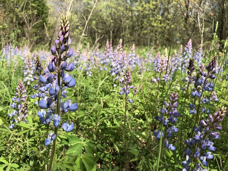 Sundial Lupine photo 7