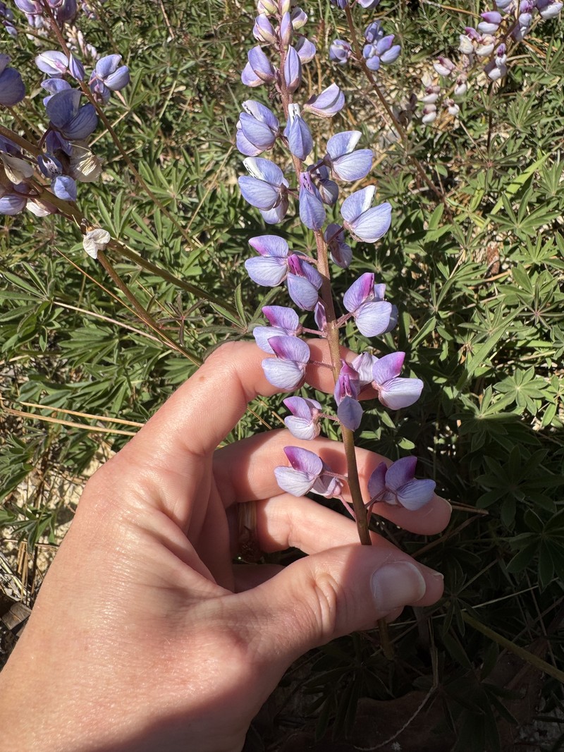 Lupinus perennis subsp. gracilis