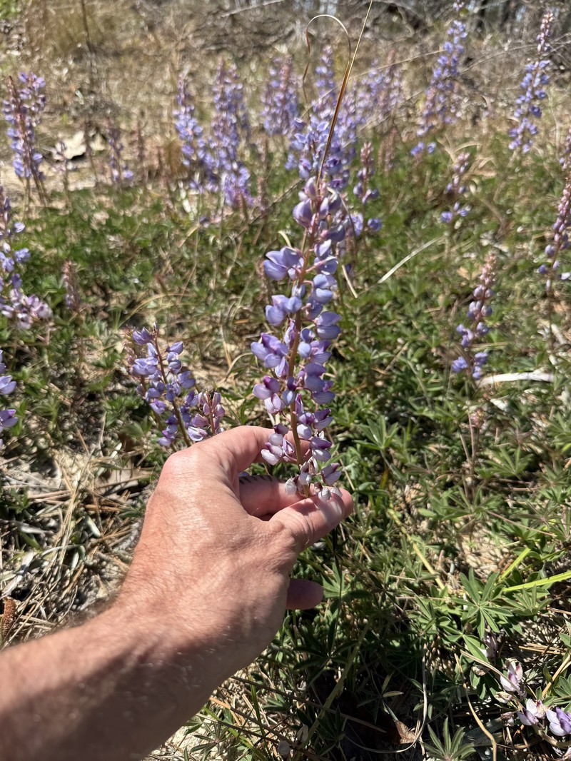 Lupinus perennis subsp. gracilis photo 2