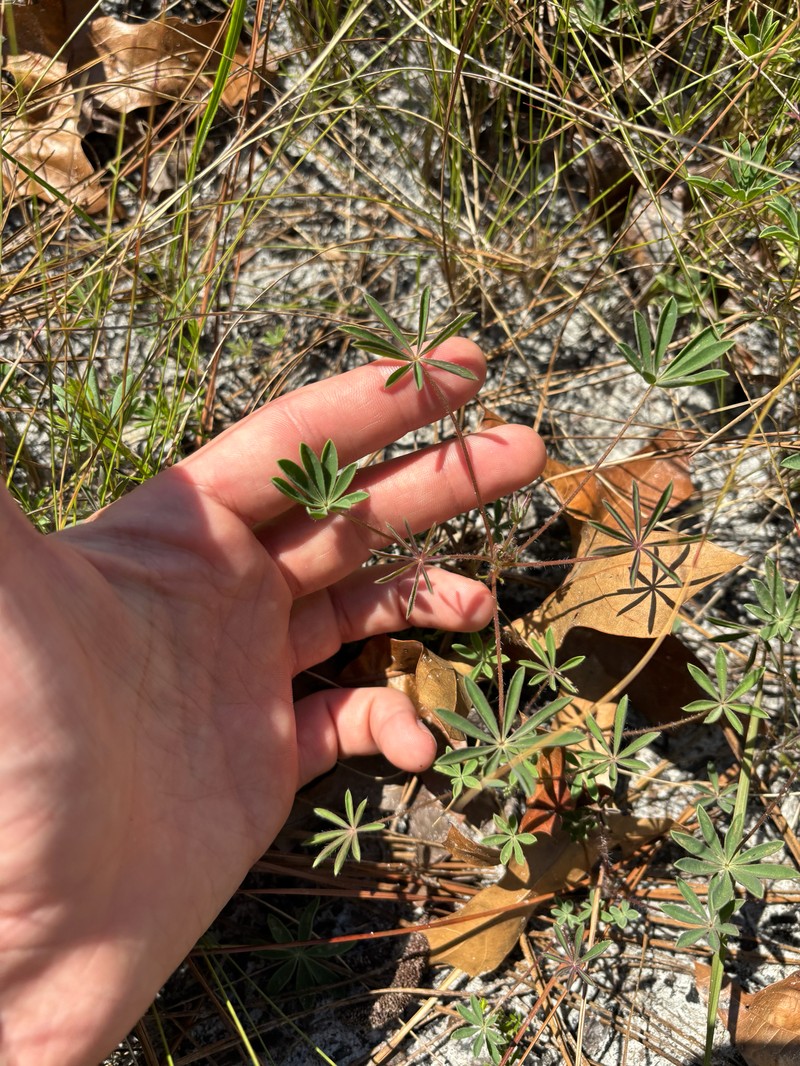 Lupinus perennis subsp. gracilis photo 3