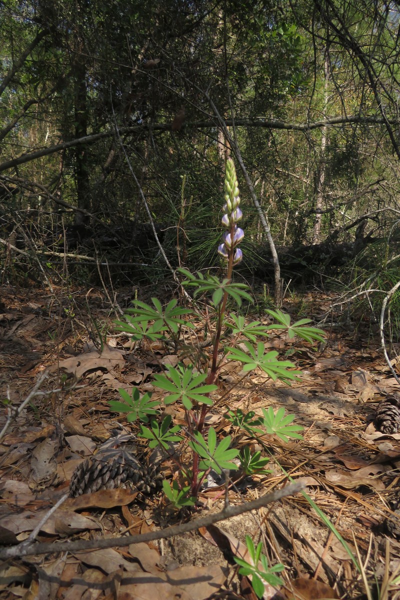 Lupinus perennis subsp. gracilis photo 4