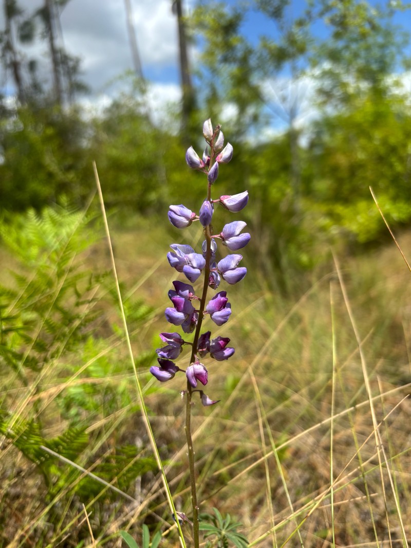 Lupinus perennis subsp. gracilis photo 5