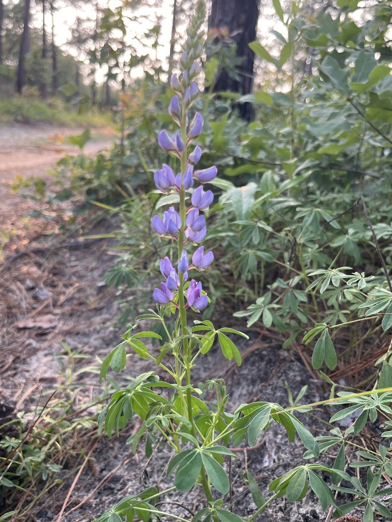 Lupinus perennis subsp. gracilis photo 6