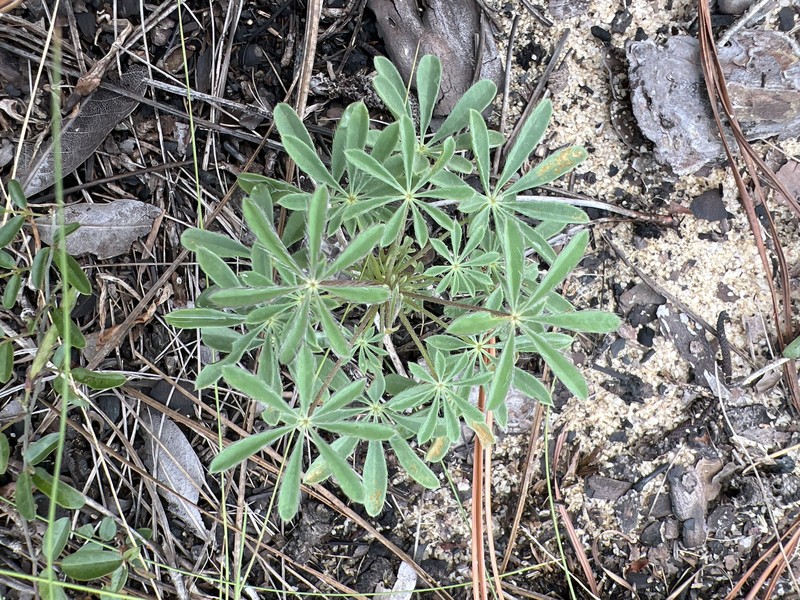 Lupinus perennis subsp. gracilis photo 7