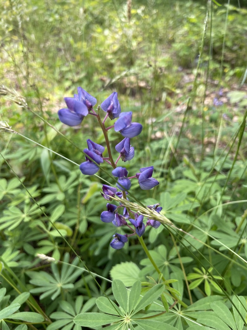 Lupinus perennis subsp. gracilis photo 8