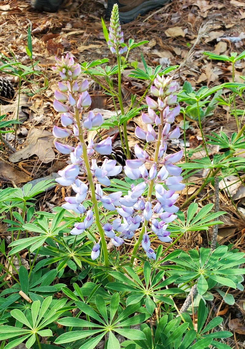 Lupinus perennis subsp. perennis