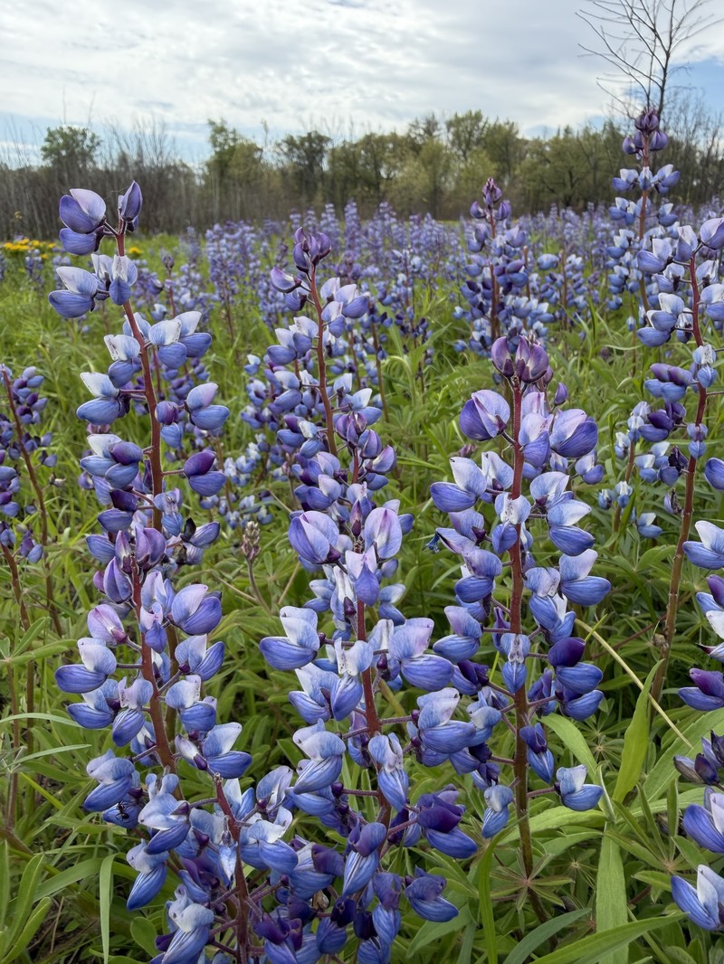 Lupinus perennis subsp. perennis photo 2