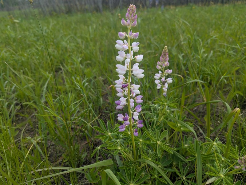 Lupinus perennis subsp. perennis photo 3