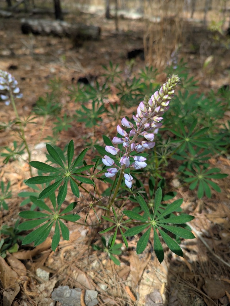 Lupinus perennis subsp. perennis photo 4