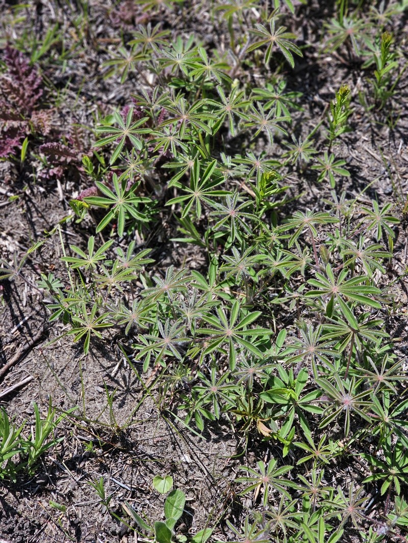 Lupinus perennis subsp. perennis photo 5