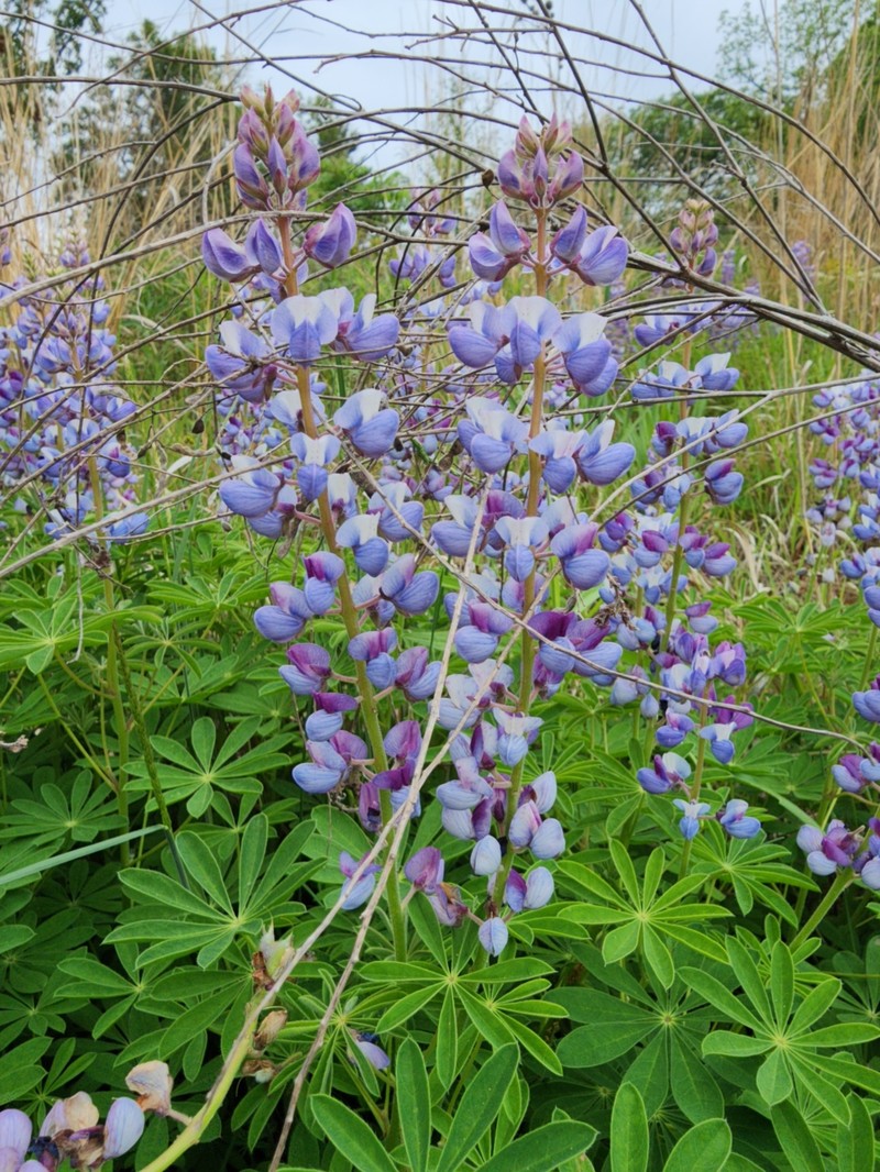 Lupinus perennis subsp. perennis photo 6