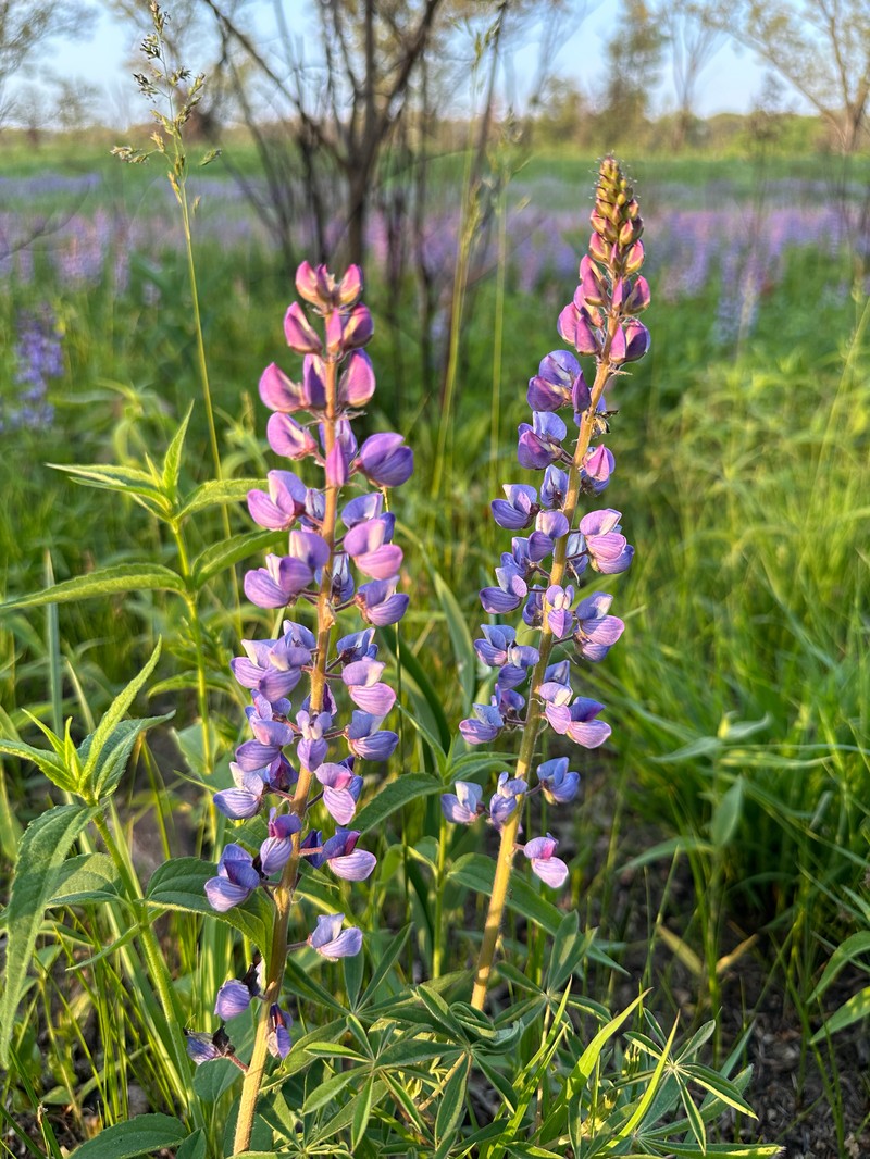 Lupinus perennis subsp. perennis photo 7