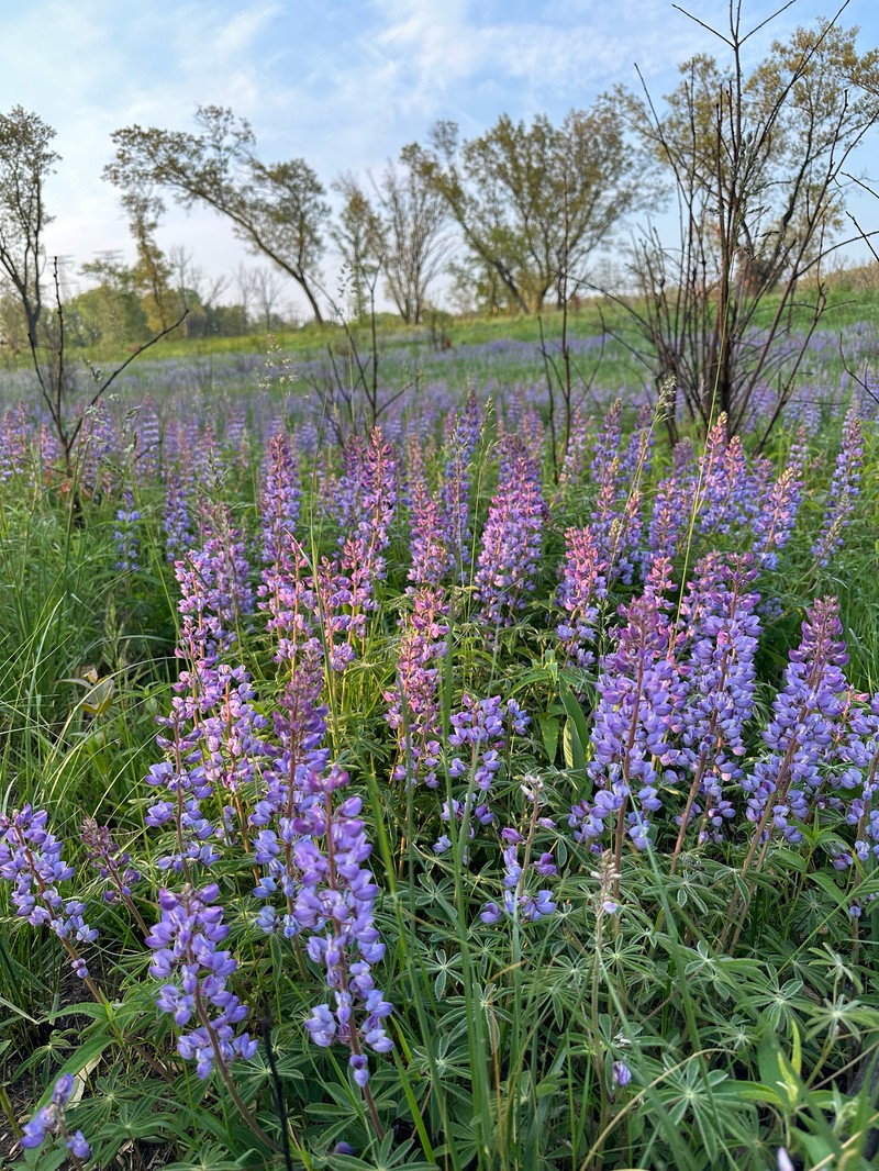 Lupinus perennis subsp. perennis photo 8