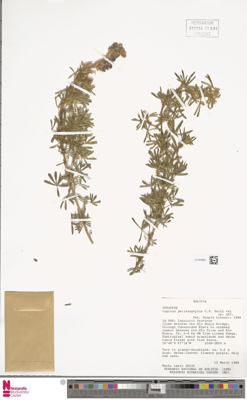 Lupinus perissophytus