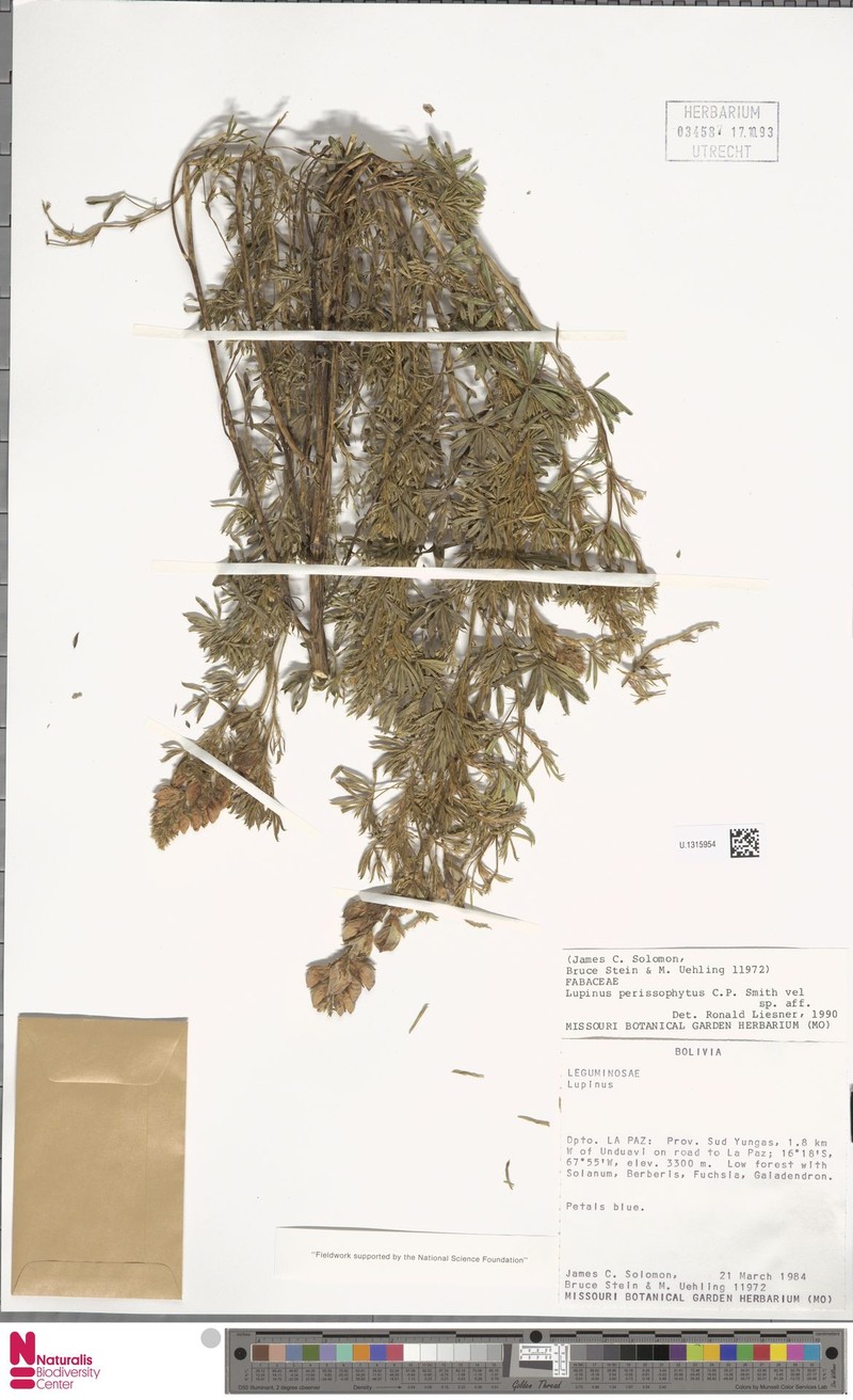 Lupinus perissophytus photo 2