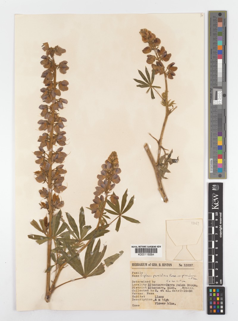 Lupinus persistens