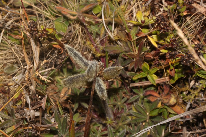 Lupinus peruvianus