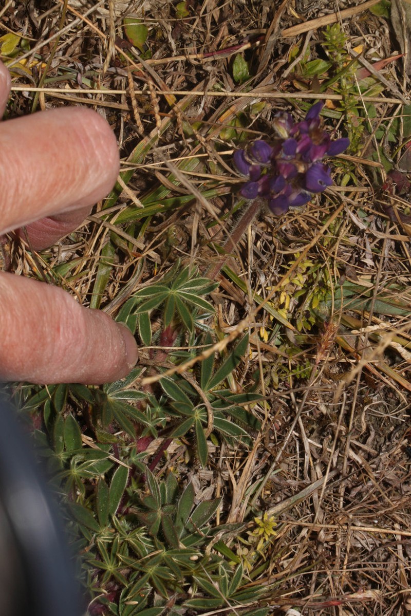 Lupinus peruvianus photo 2