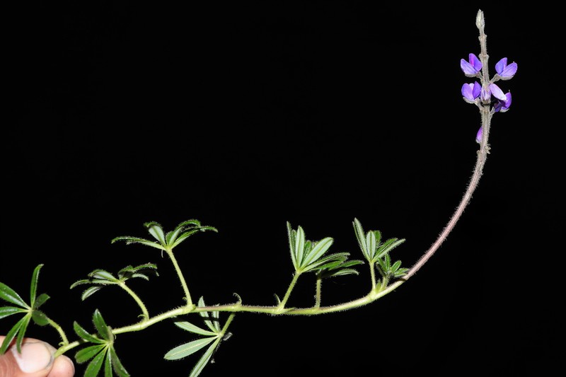Lupinus peruvianus photo 3