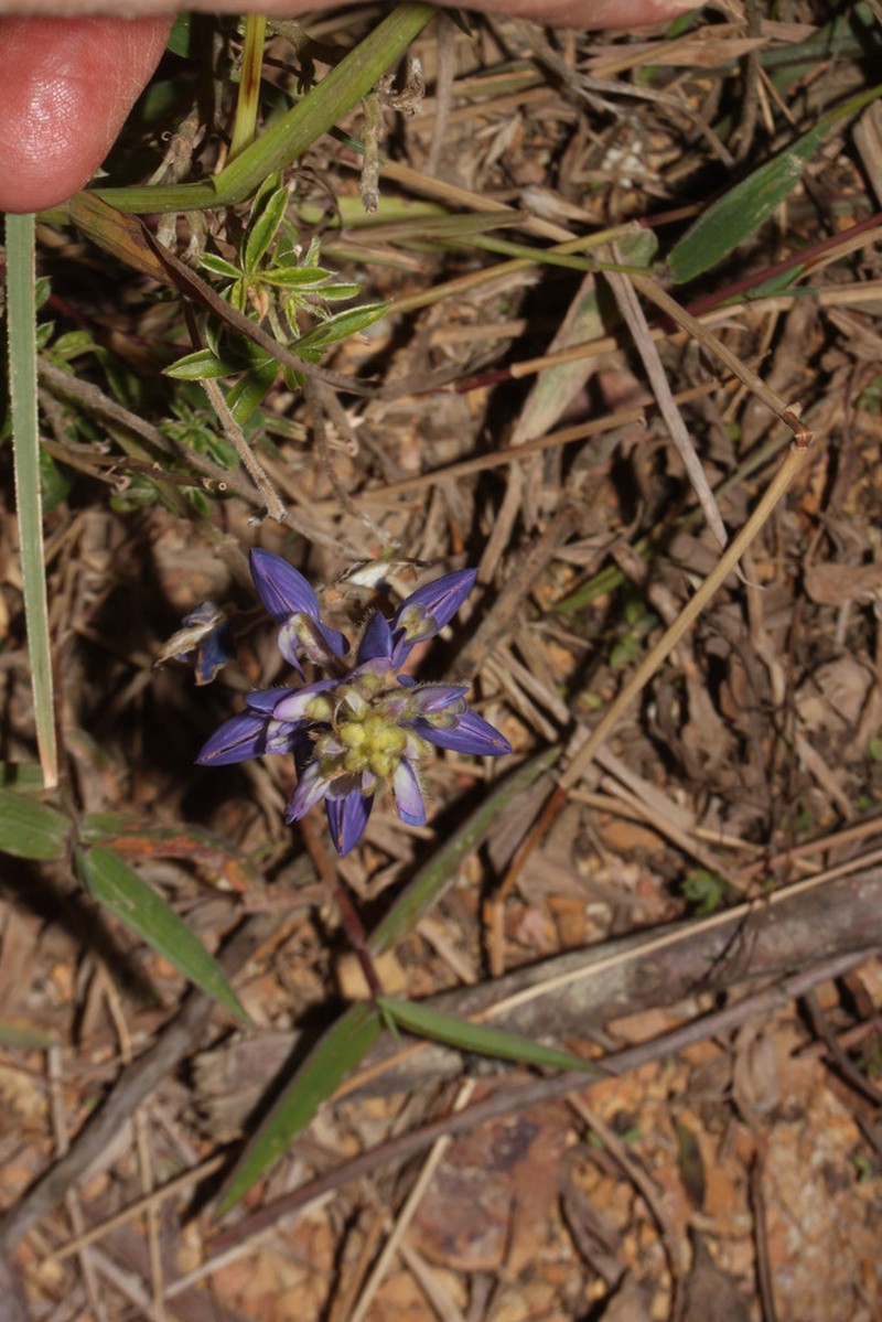 Lupinus peruvianus photo 4