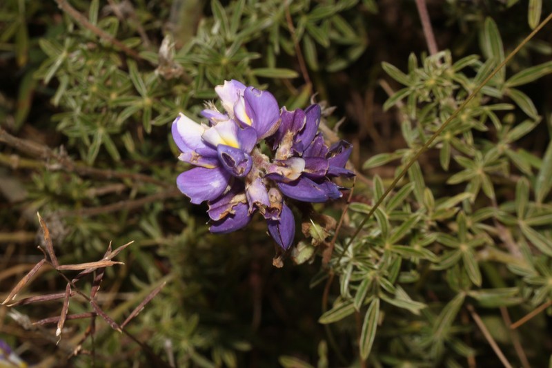 Lupinus peruvianus photo 5