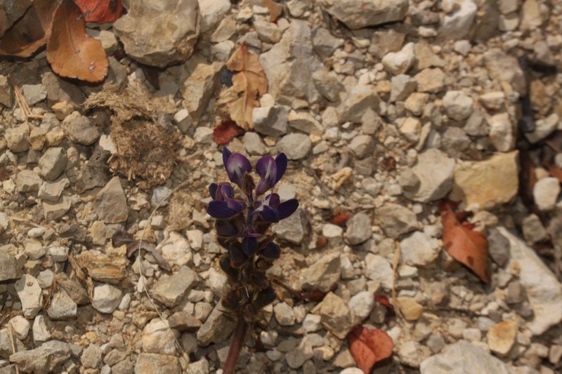 Lupinus peruvianus photo 6