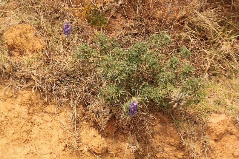 Lupinus peruvianus photo 7