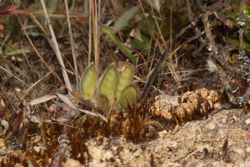 Lupinus peruvianus photo 8