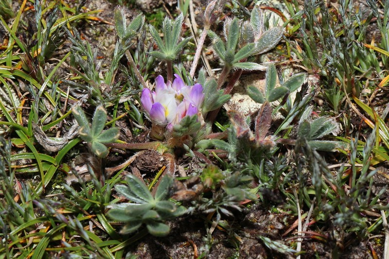 Lupinus pickeringii