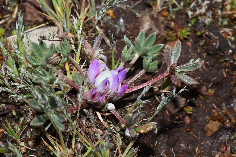 Lupinus pickeringii photo 2