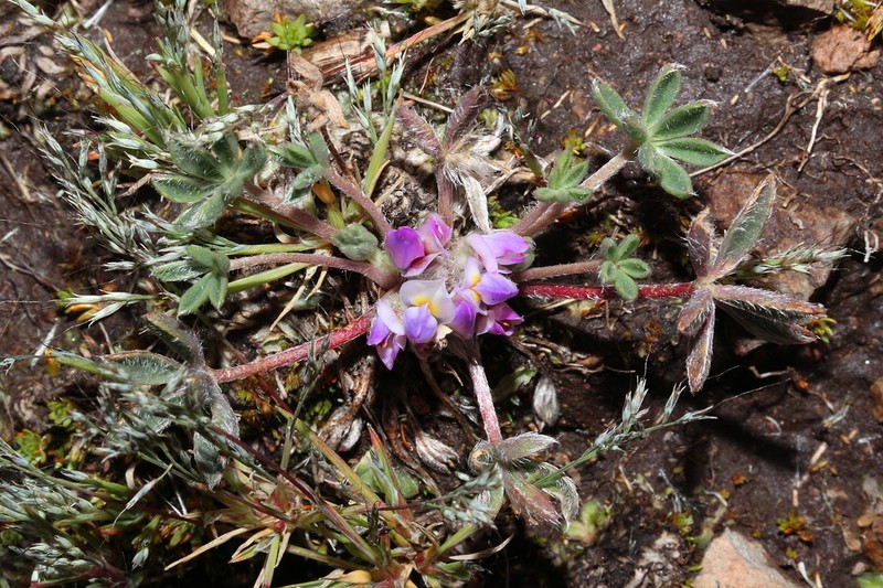 Lupinus pickeringii photo 3