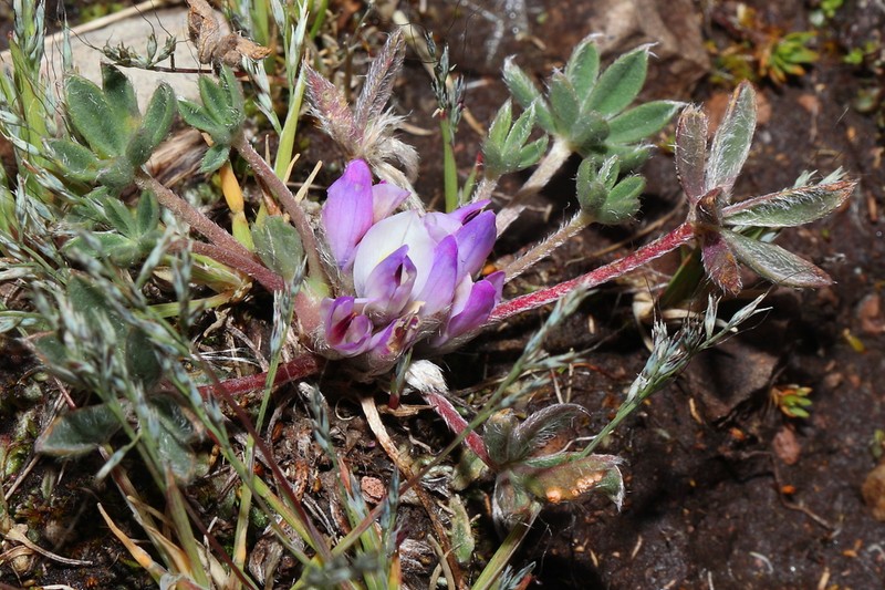 Lupinus pickeringii photo 4