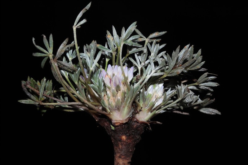 Lupinus pickeringii photo 5