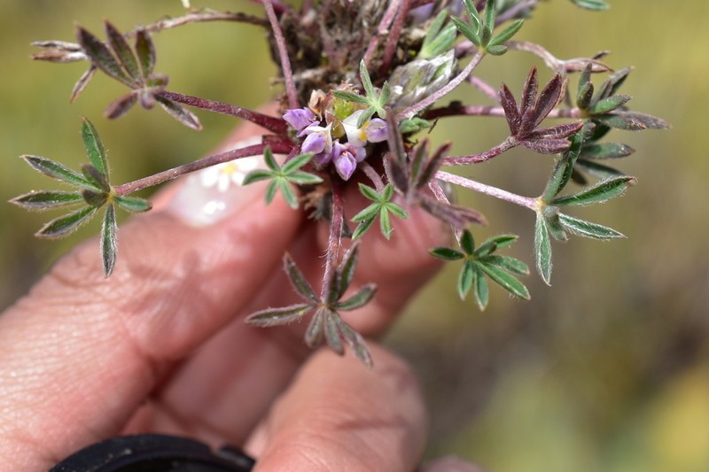 Lupinus pickeringii photo 6