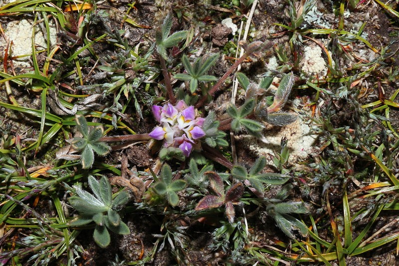 Lupinus pickeringii photo 7