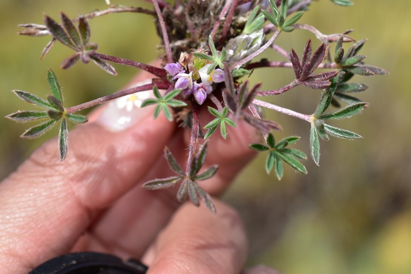 Lupinus pickeringii photo 8