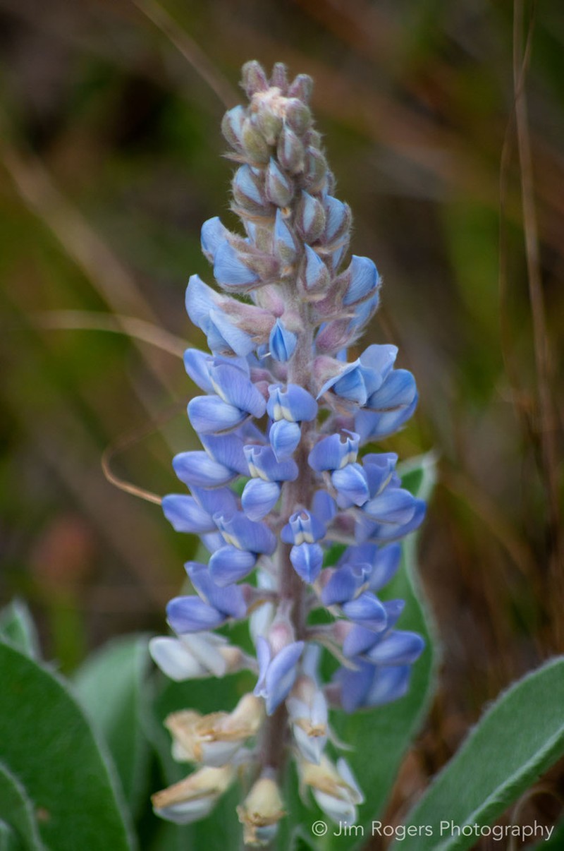 Lupinus pilosior