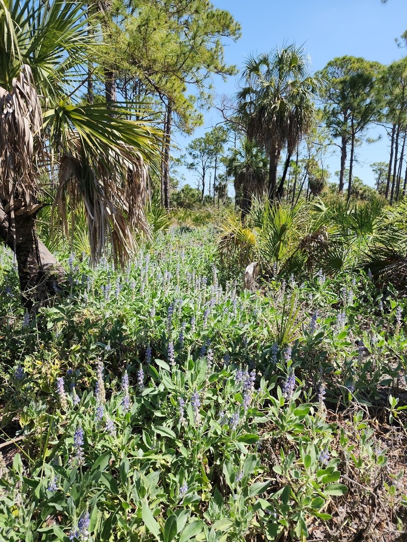 Lupinus pilosior photo 2