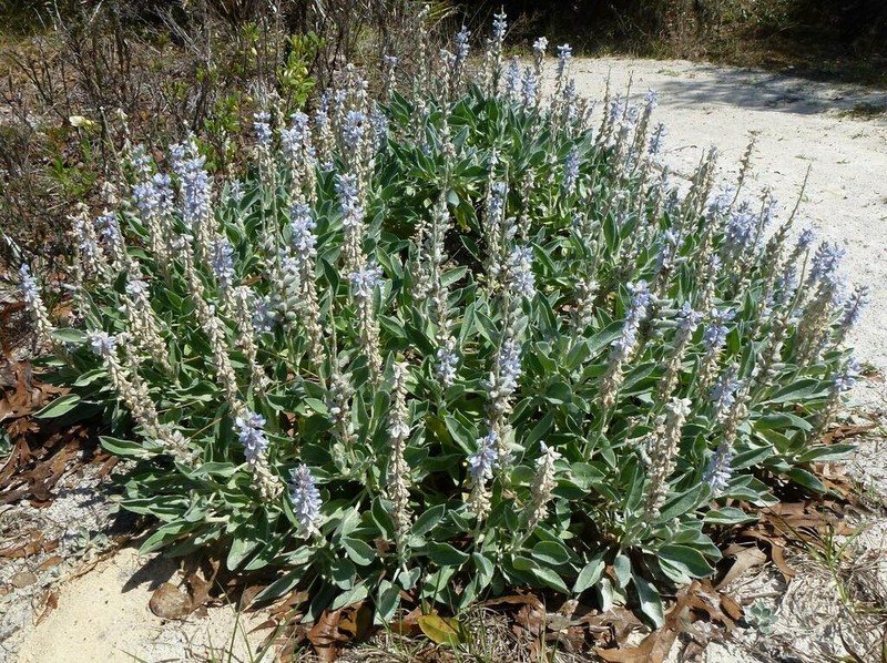 Lupinus pilosior photo 3