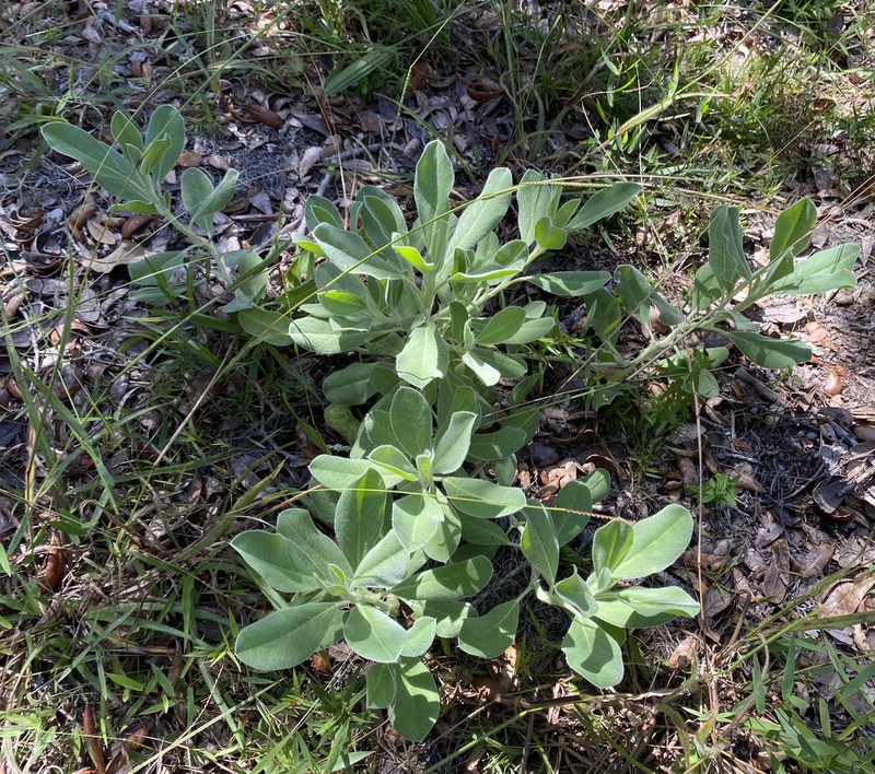 Lupinus pilosior photo 4