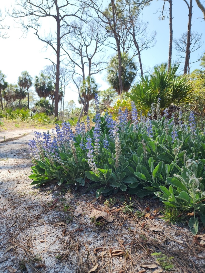 Lupinus pilosior photo 5
