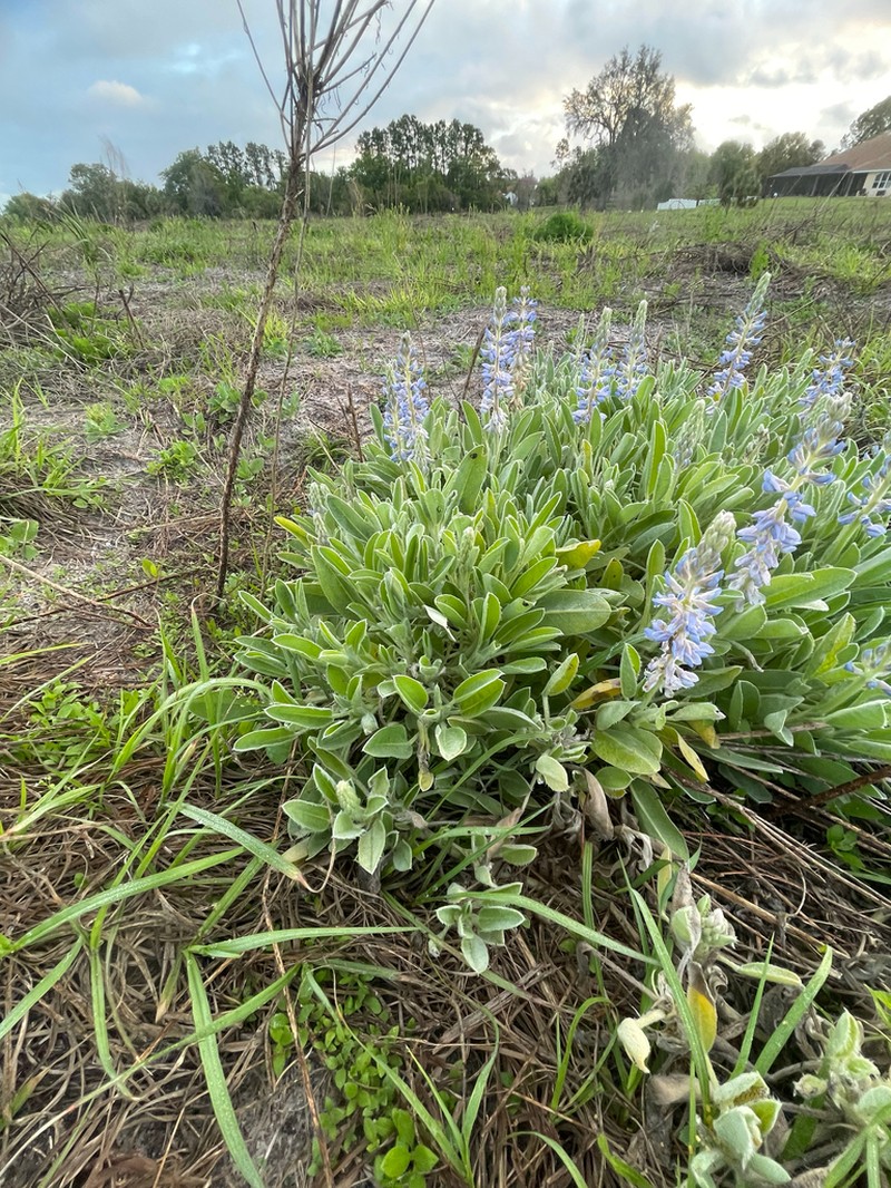 Lupinus pilosior photo 6