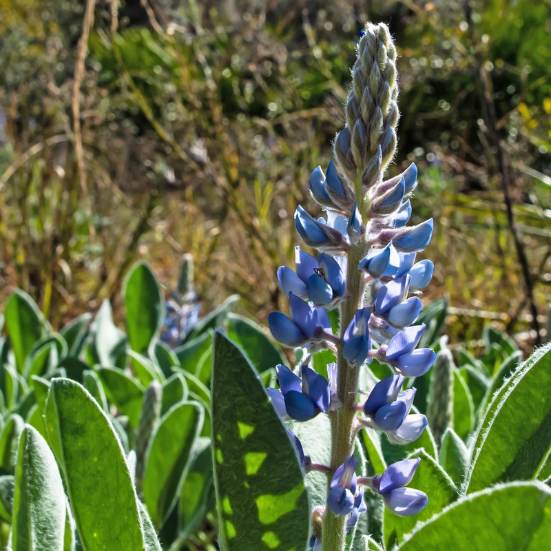 Lupinus pilosior photo 7
