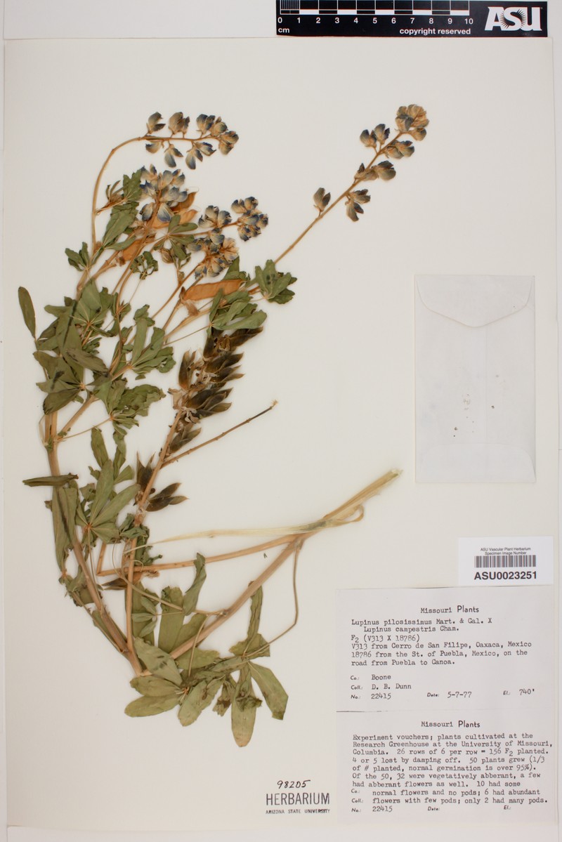 Lupinus pilosissimus
