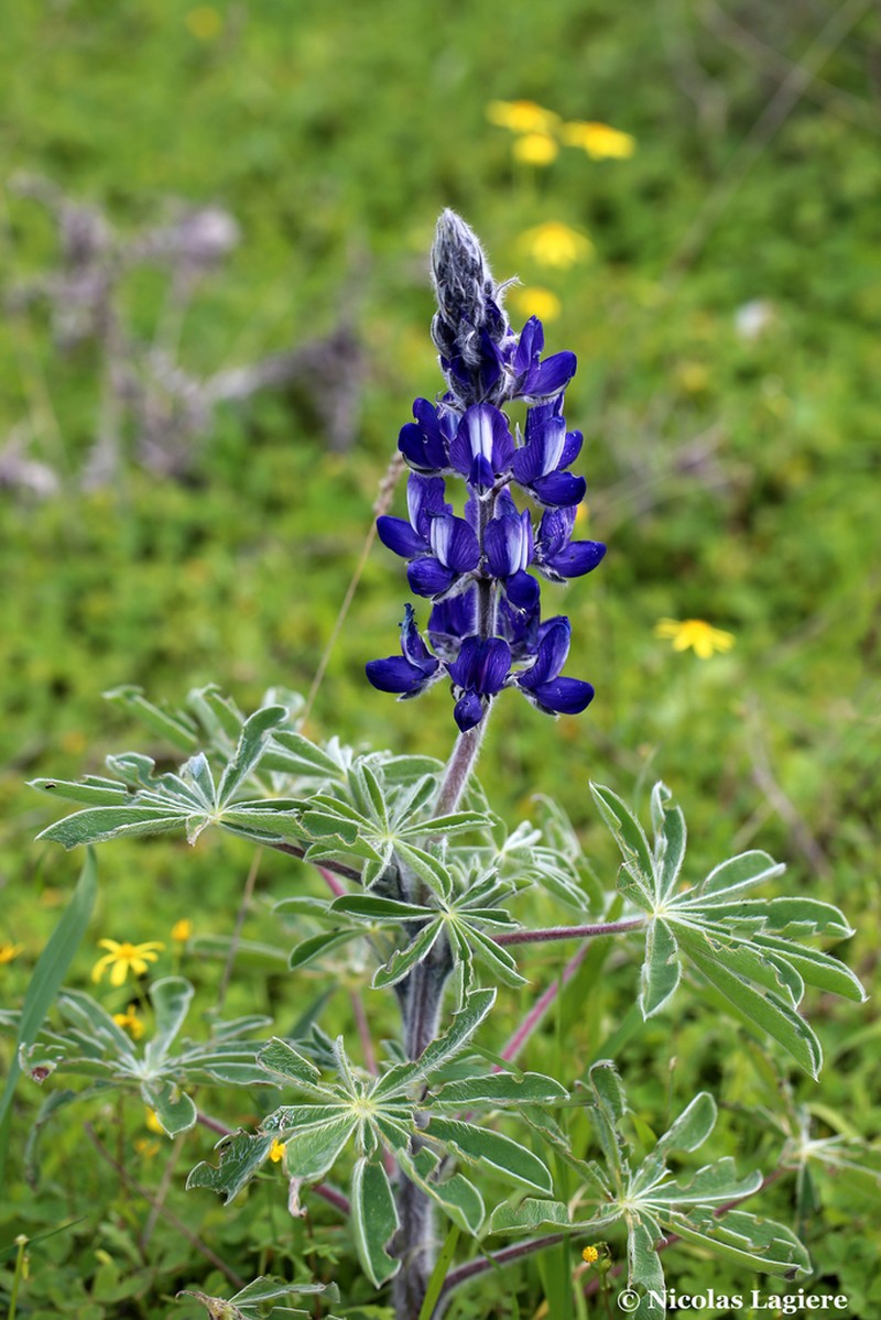 Blue Lupine photo 5