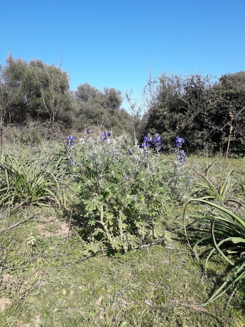 Blue Lupine photo 6