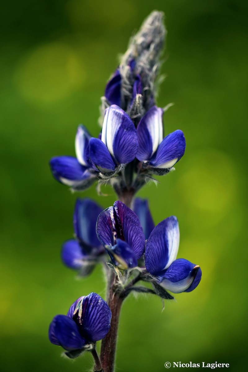 Blue Lupine photo 7