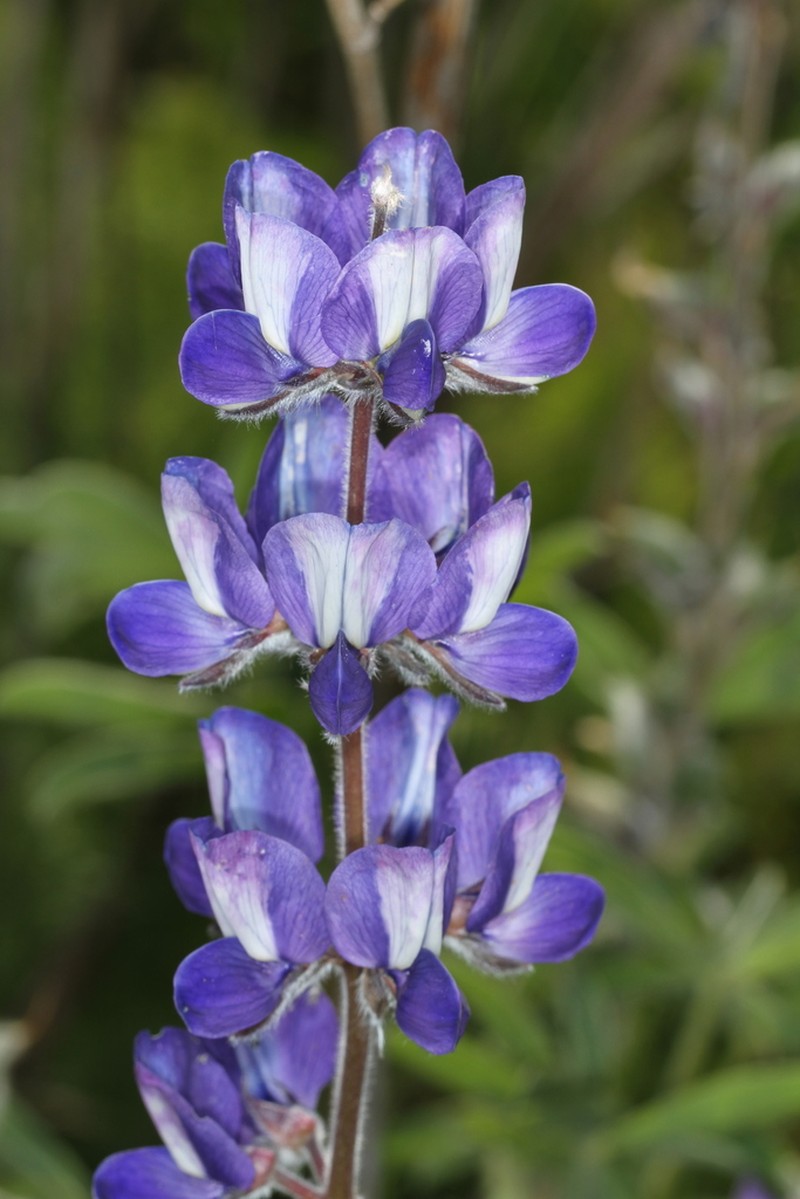 Blue Lupine photo 8